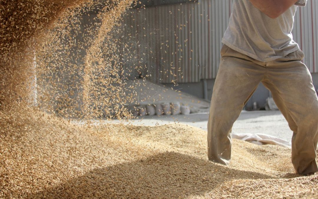 Case Study | E2E Digital Transformation for Mid-Size Grain and Animal Feed Operation​